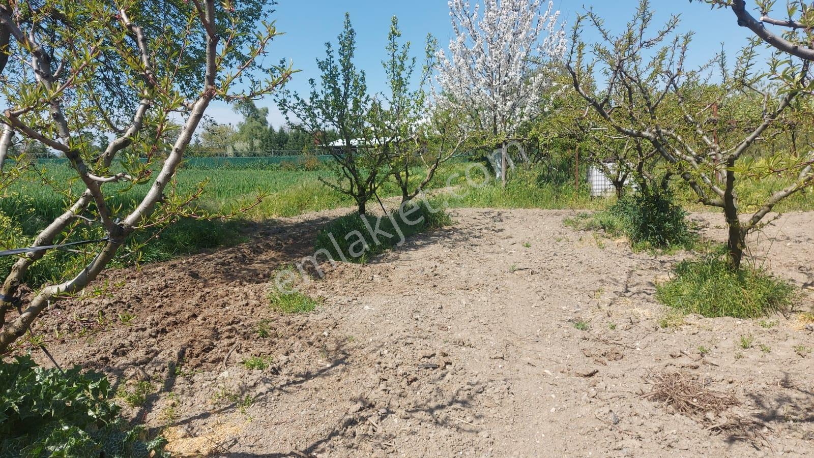 Tahtalı Da 930 M2 Tek Tapu Şeftali Bahçesi - Görsel 18