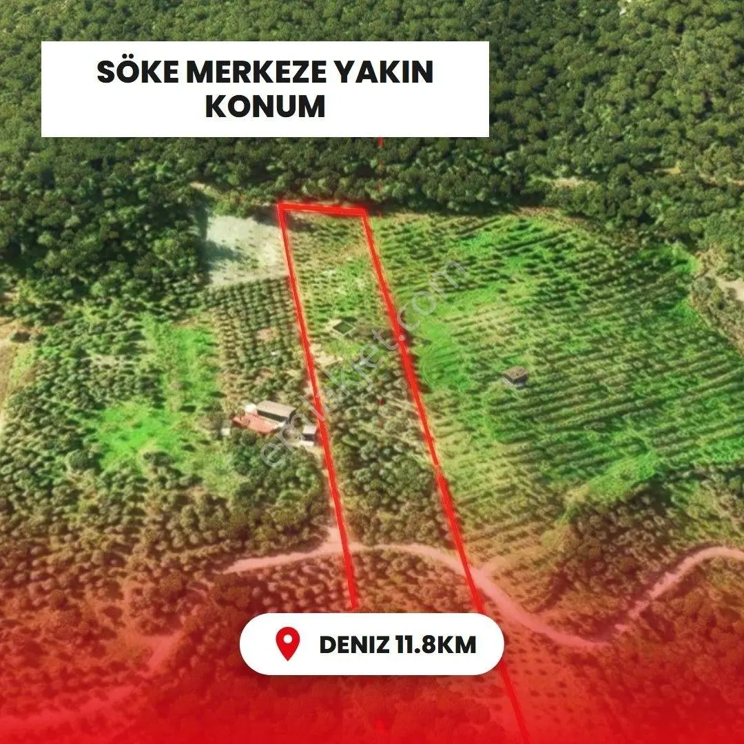 Aydın/ Söke Yamaç Mahallesinde Zeytinlik - Görsel 5