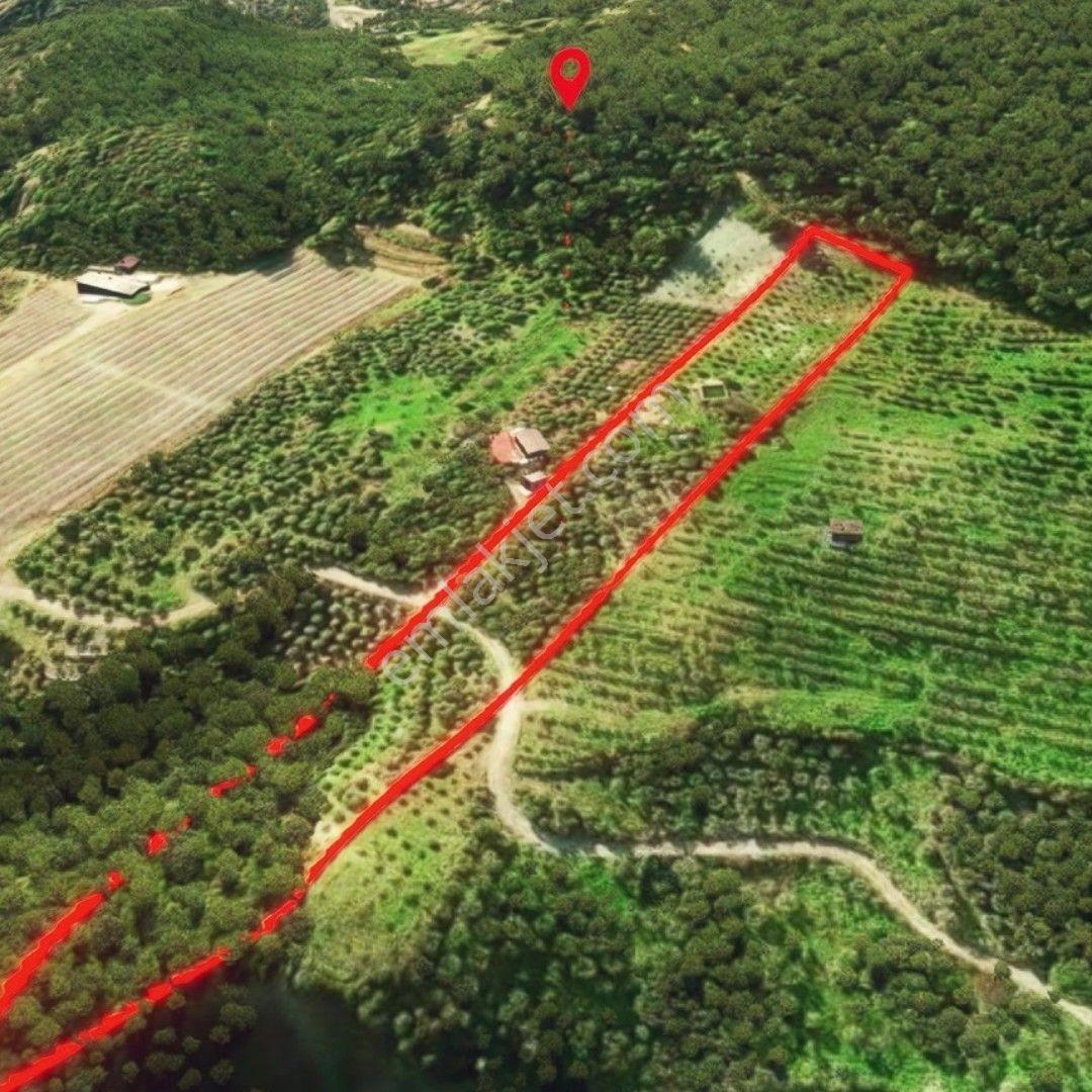 Aydın/ Söke Yamaç Mahallesinde Zeytinlik - Görsel 8