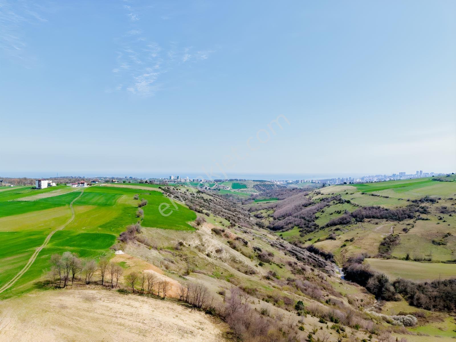 Alanlı Da Acil Satılık Full Deniz Manzaralı 7237 M2 Tarla - Görsel 8
