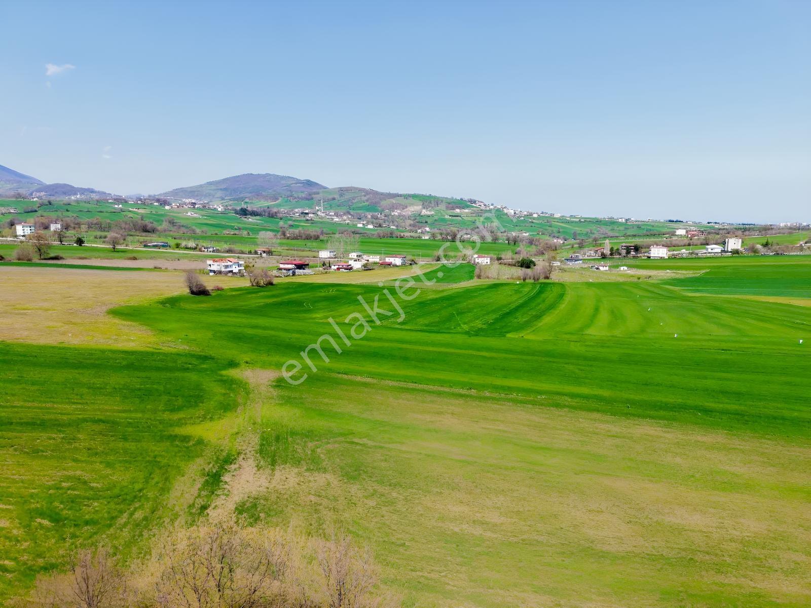 Alanlı Da Acil Satılık Full Deniz Manzaralı 7237 M2 Tarla - Görsel 4