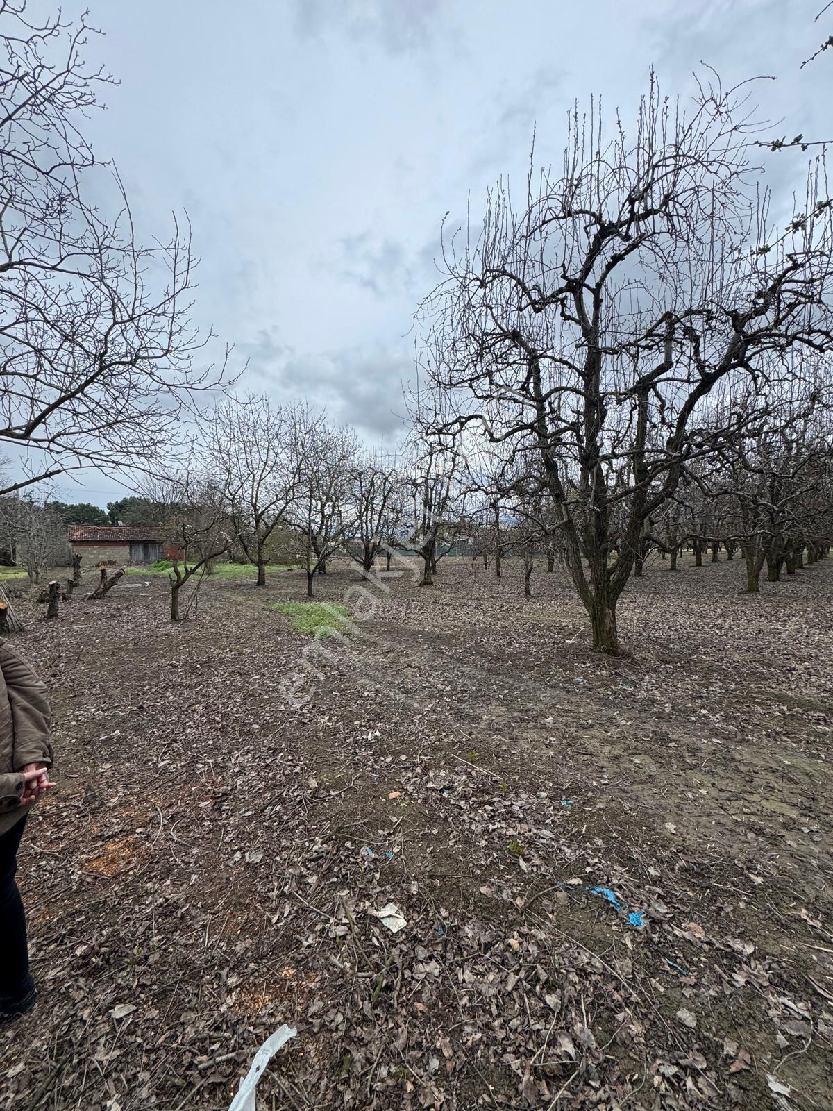 Kazıklının Girişinde Harika Şeftali Bahçesi - Görsel 3