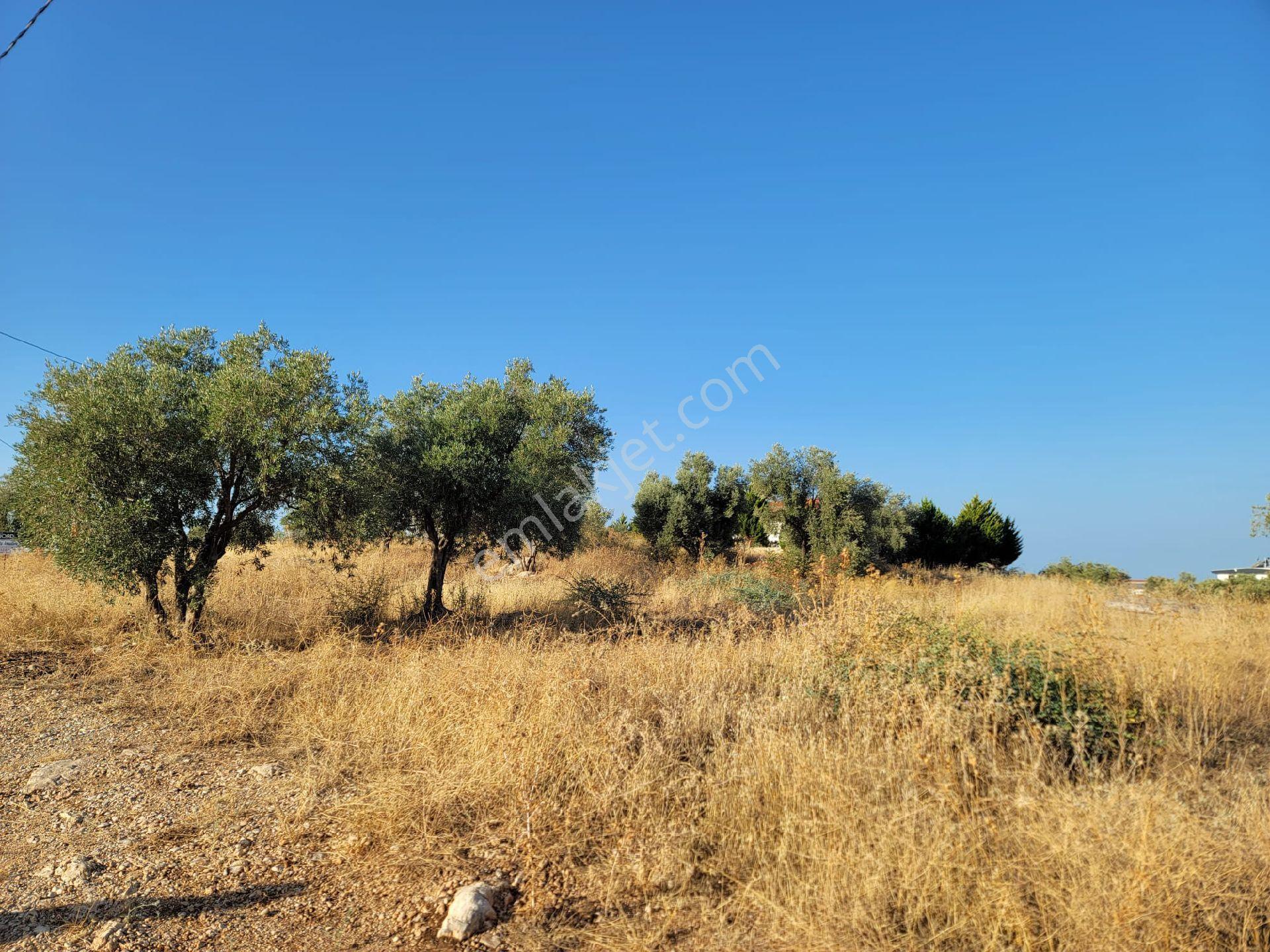 Kaş Kalkan Üzümlüde Patara Plajı Manzaralı Yatırımlık Arsa İhtiyaçtan Acil Satılıktır - Görsel 6