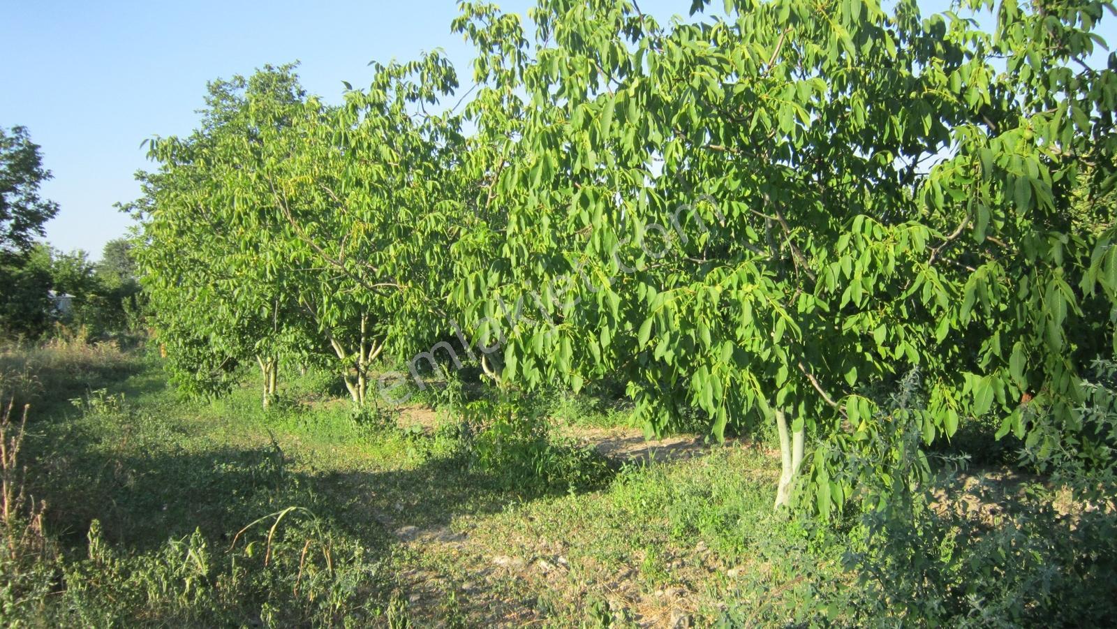 Bursa Nilüfer Kayapa Da Tek Tapu 981 M2 (70 Adet) Meyve Bahçesi - Görsel 23