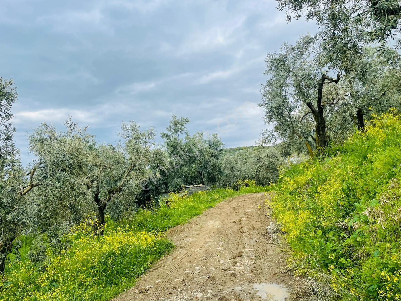 Özkan'dan Karsakta Köye 300 Mt Mesafede 870 Mt Satılık Zeytinlik - Görsel 3