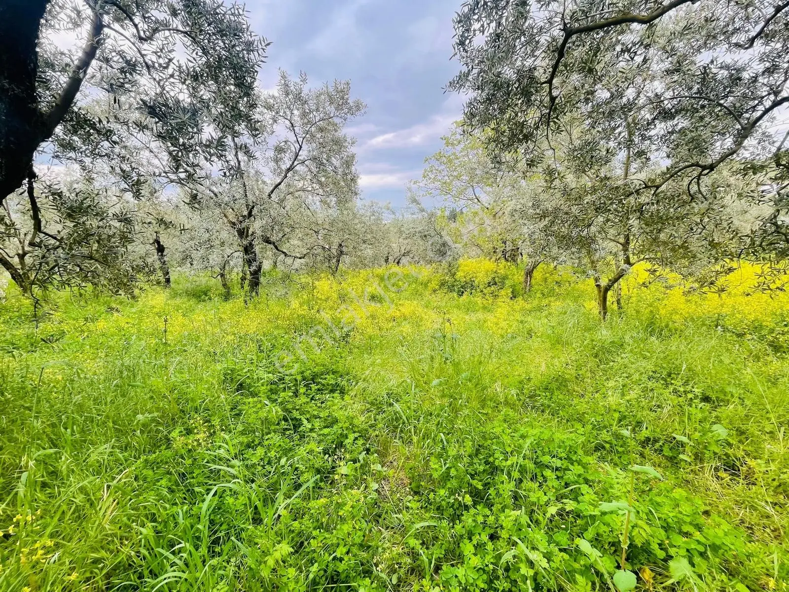 Özkan'dan Karsakta Köye 300 Mt Mesafede 870 Mt Satılık Zeytinlik