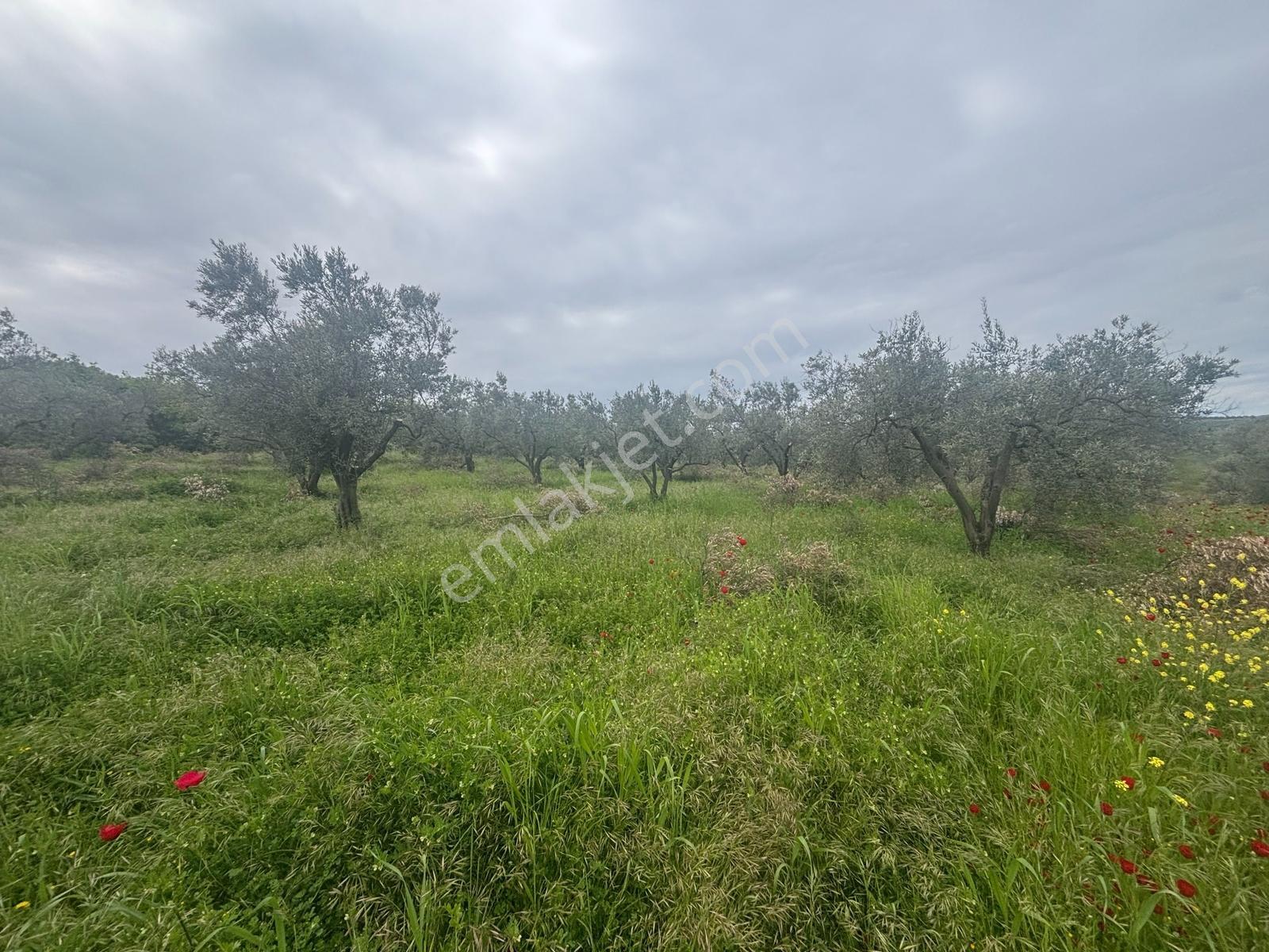 Bursa Mudanya Mürsel 5000'lik Planda Yatırımlık 13850 M² Arazi - Görsel 9