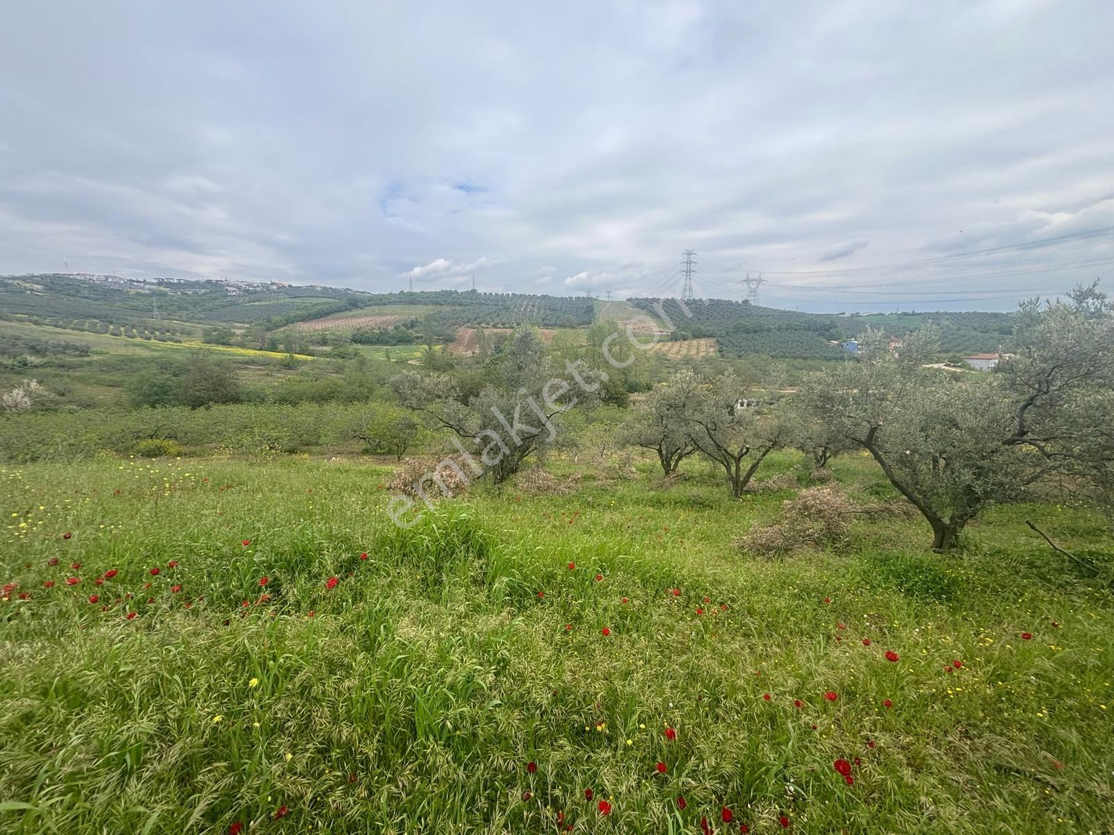 Bursa Mudanya Mürsel 5000'lik Planda Yatırımlık 13850 M² Arazi