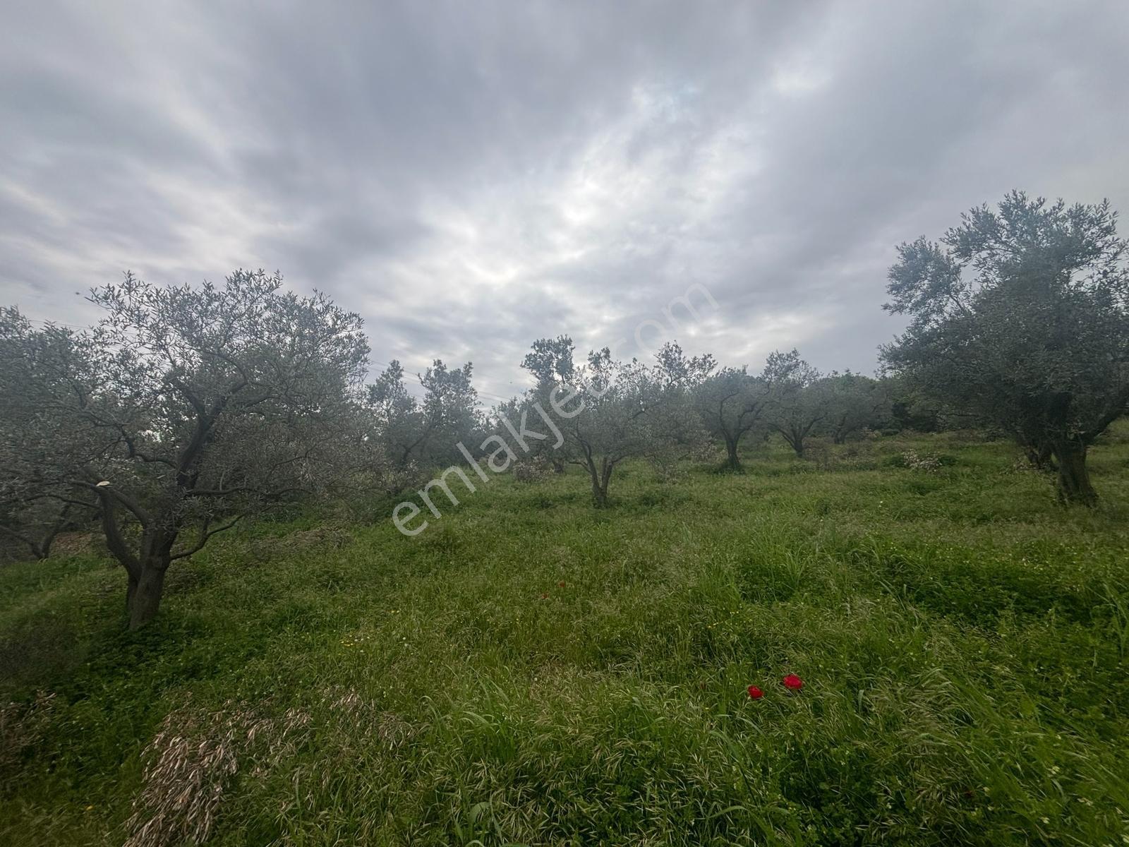Bursa Mudanya Mürsel 5000'lik Planda Yatırımlık 13850 M² Arazi - Görsel 8
