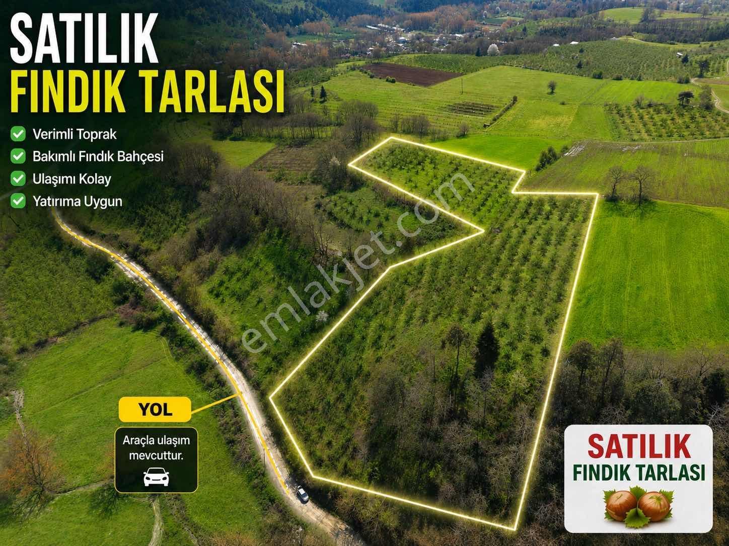 Sancak Emlak'tan Satılık Fındık Tarlası
