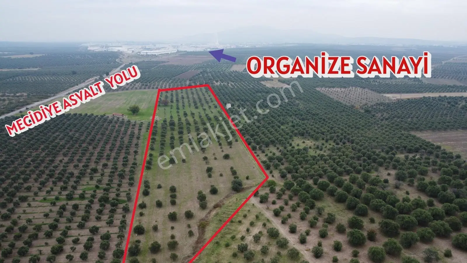 Akhisar Kapaklıda Organize Yakını Zeytinlik