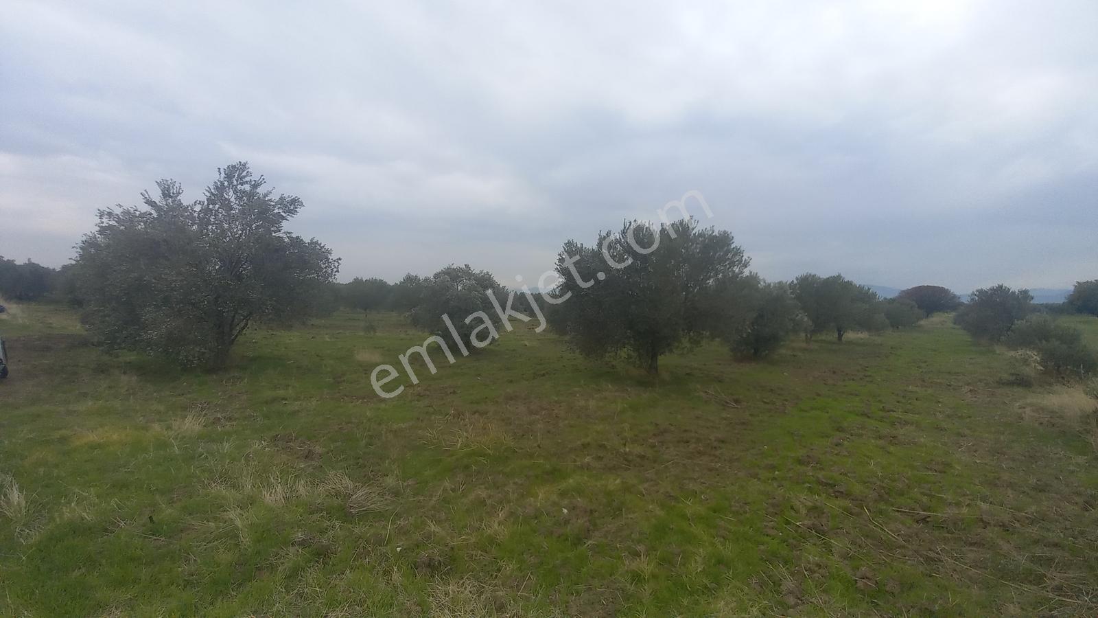 Akhisar Kapaklıda Organize Yakını Zeytinlik - Görsel 21