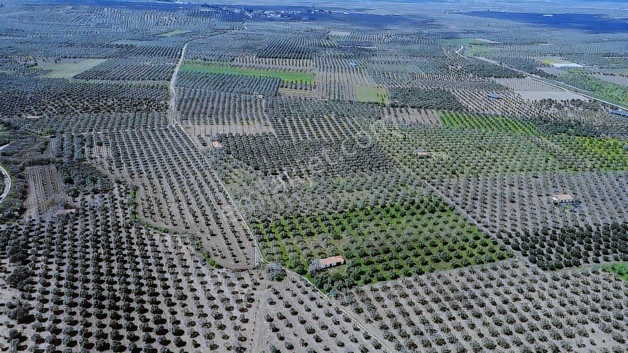 Hamidiyede 16 Dönüm Suyu Ve Elektriği Olan Zeytinlik - Görsel 19
