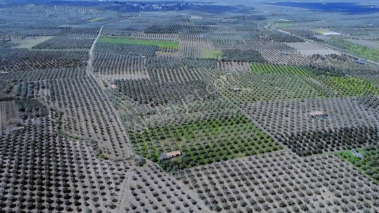 Hamidiyede 16 Dönüm Suyu Ve Elektriği Olan Zeytinlik - Görsel 20