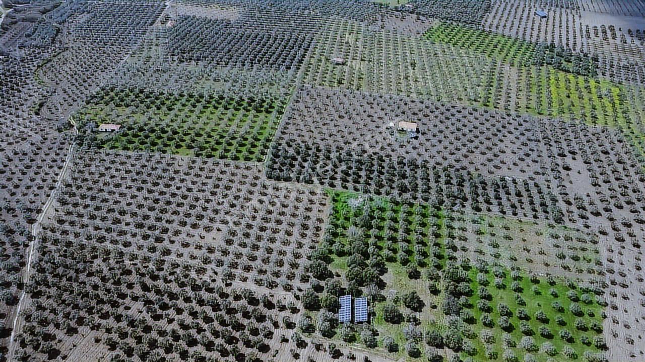 Hamidiyede 16 Dönüm Suyu Ve Elektriği Olan Zeytinlik - Görsel 30