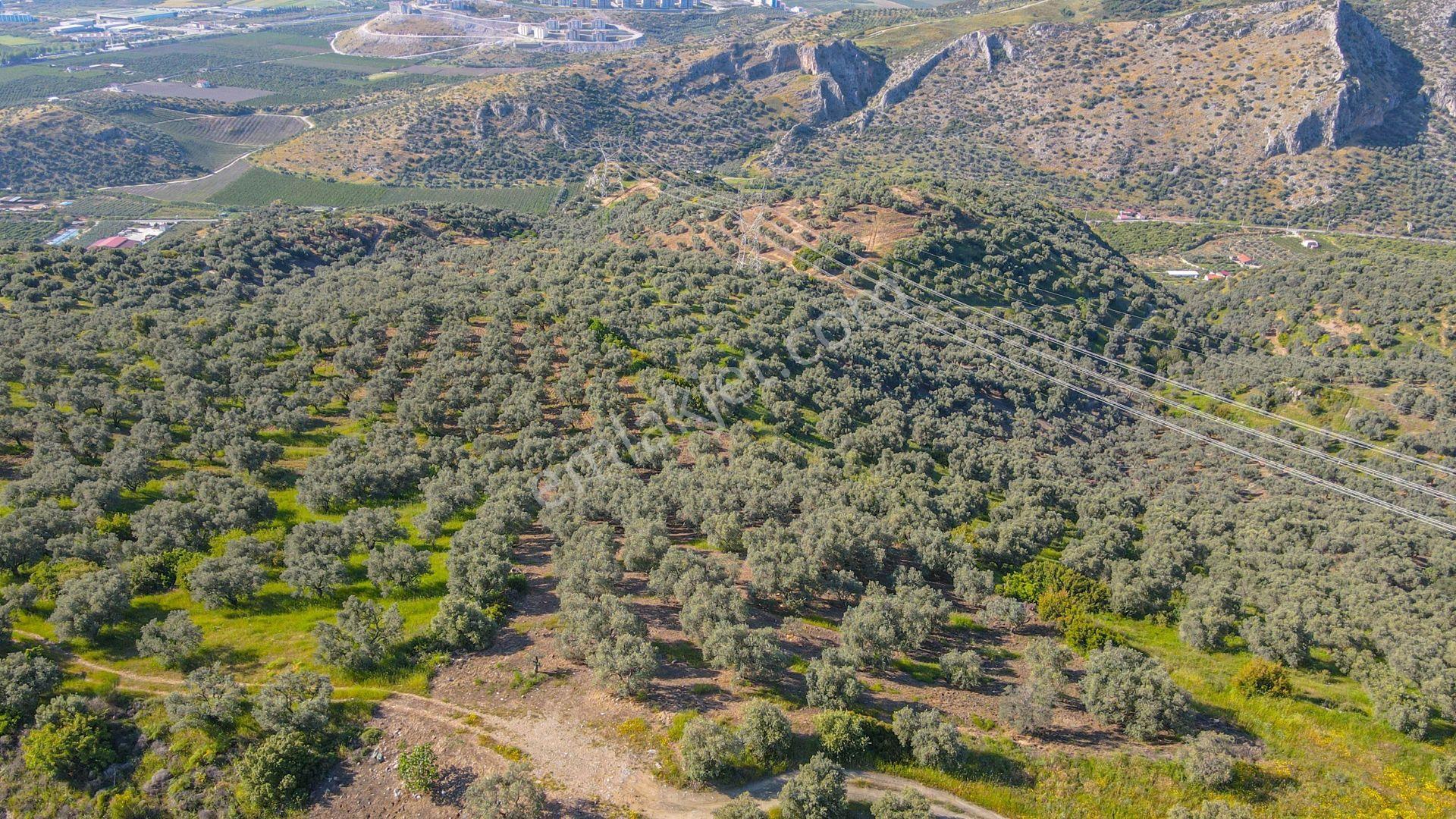 Selçuk Zafer Mahallesi'nde 9.680 M2 Verimli Zeytinlik - Görsel 8