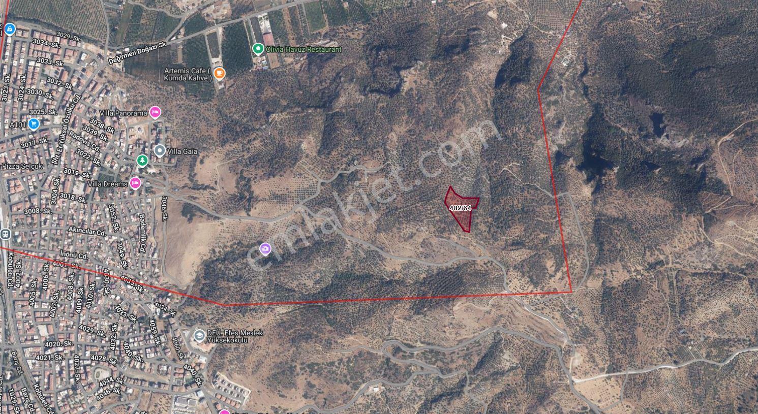 Selçuk Zafer Mahallesi'nde 9.680 M2 Verimli Zeytinlik - Görsel 9