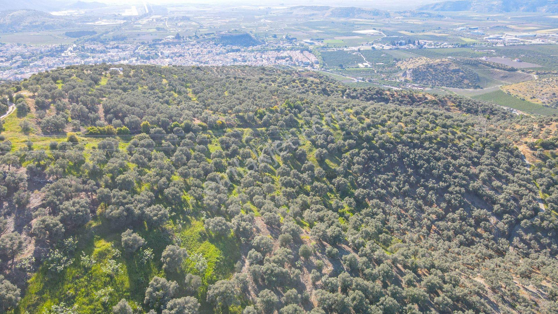 Selçuk Zafer Mahallesi'nde 9.680 M2 Verimli Zeytinlik - Görsel 4