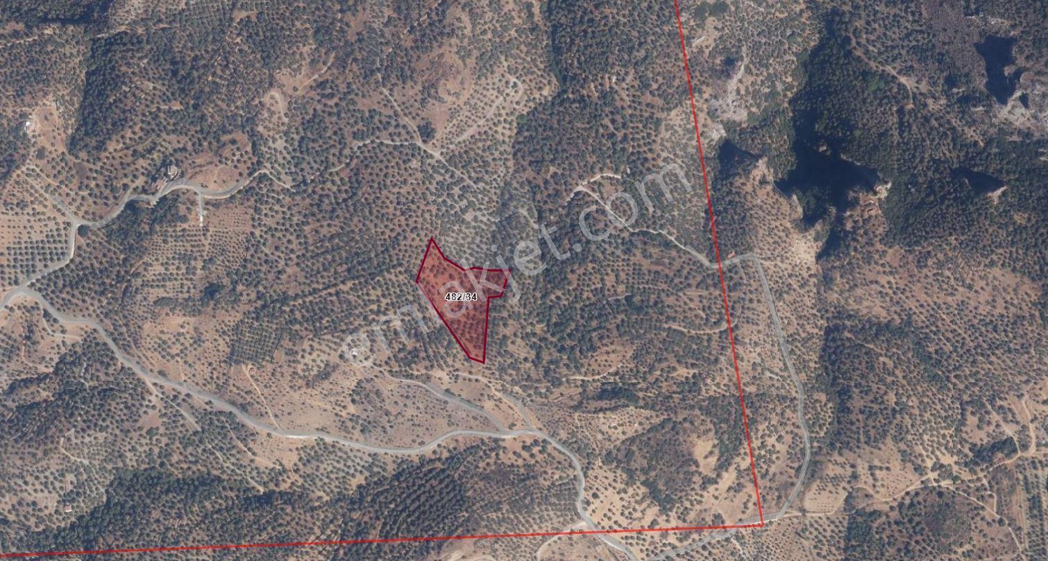 Selçuk Zafer Mahallesi'nde 9.680 M2 Verimli Zeytinlik - Görsel 2