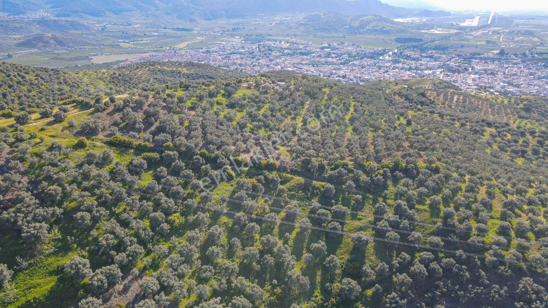Selçuk Zafer Mahallesi'nde 9.680 M2 Verimli Zeytinlik - Görsel 6