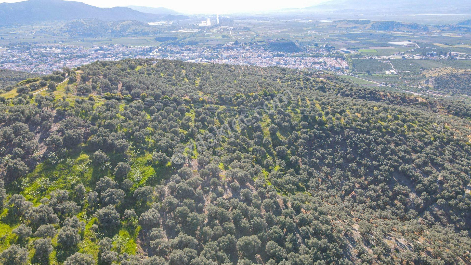 Selçuk Zafer Mahallesi'nde 9.680 M2 Verimli Zeytinlik - Görsel 5