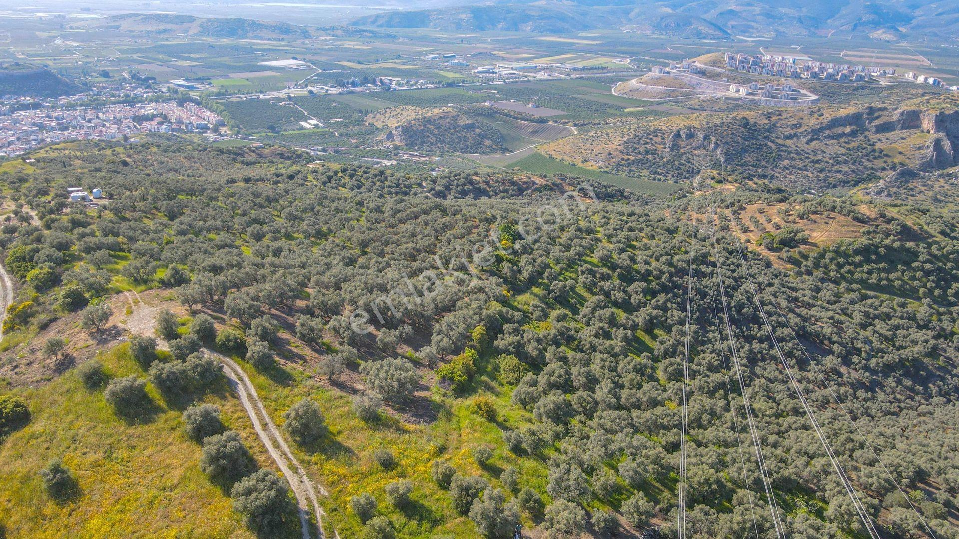 Selçuk Zafer Mahallesi'nde 9.680 M2 Verimli Zeytinlik - Görsel 7