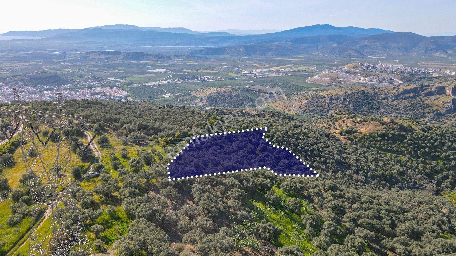 Selçuk Zafer Mahallesi'nde 9.680 M2 Verimli Zeytinlik