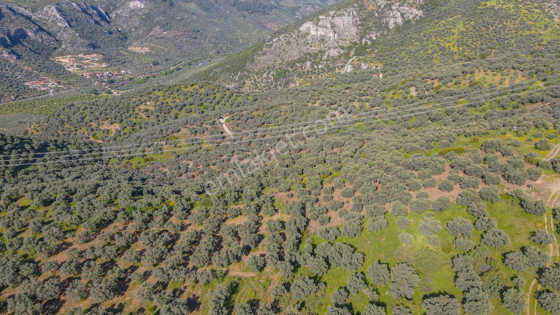 Selçuk Zafer Mahallesi'nde 9.680 M2 Verimli Zeytinlik - Görsel 3