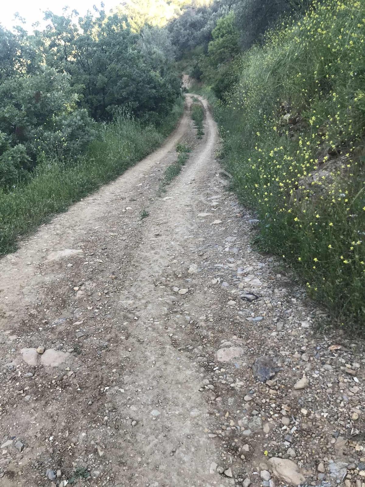 Uçardan Köye Yakın Satılık Zeytinlik - Görsel 11