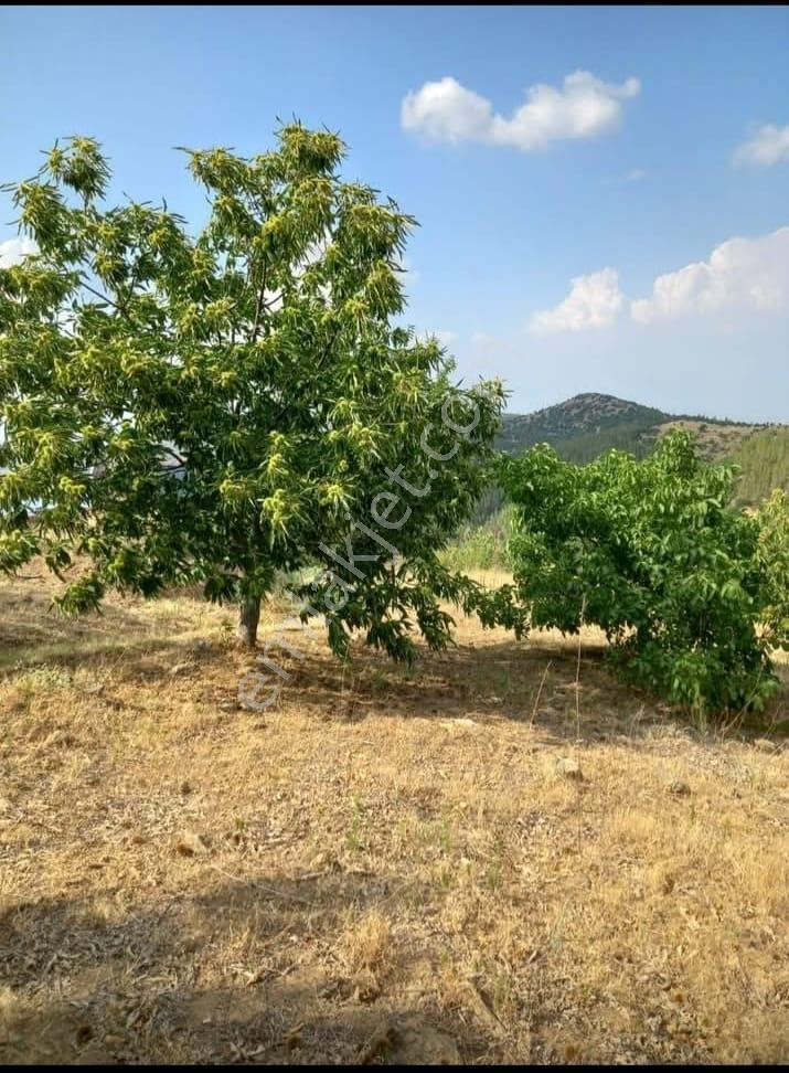 Yenipazar Koyunlar Mahallesinde 7 Dönüm Satılık Yüksek Verimli Bahçe - Görsel 3