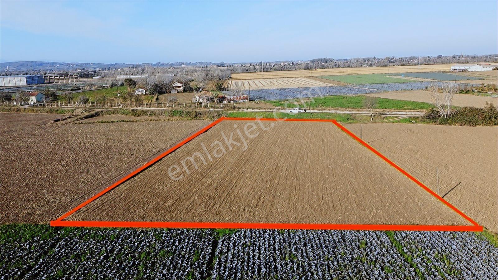 Bafra Vıp Gayrimenkulden Ağıllar Köyünde 3.901m2 Satılık Tarla