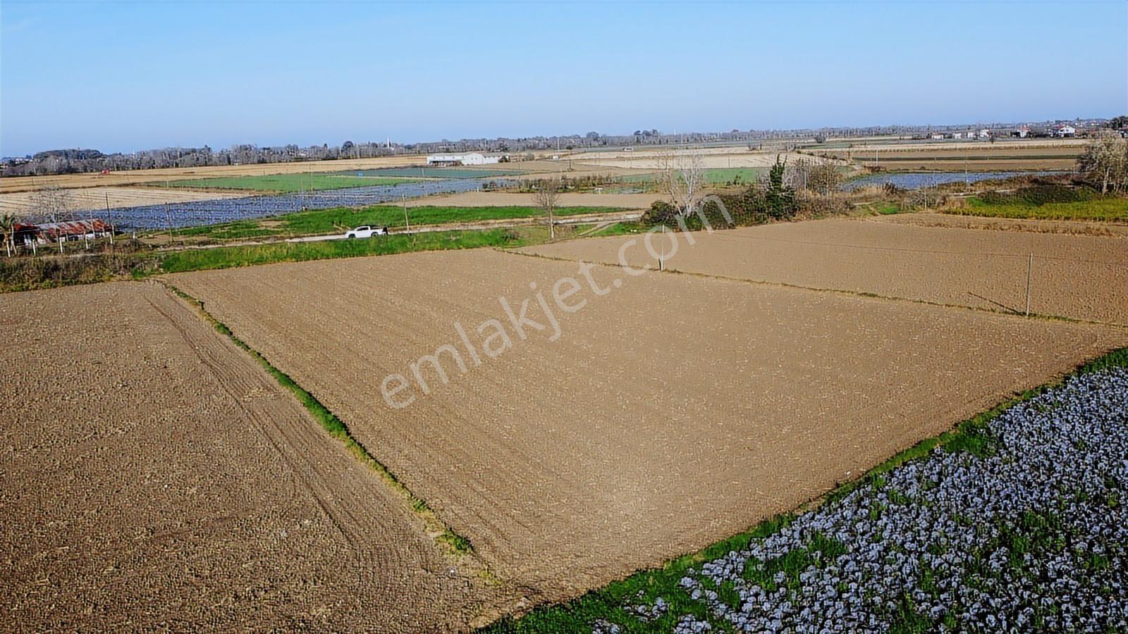 Bafra Vıp Gayrimenkulden Ağıllar Köyünde 3.901m2 Satılık Tarla - Görsel 10