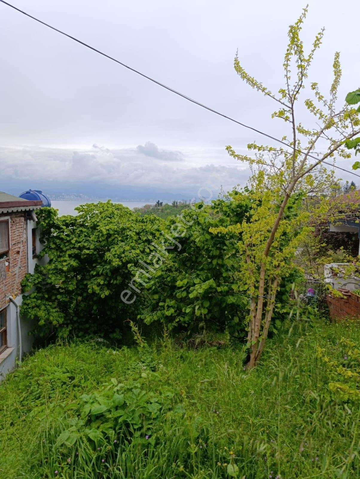 Fatsa Yalıköy Satılık Arazi Ful Deniz Manzaralı - Görsel 2