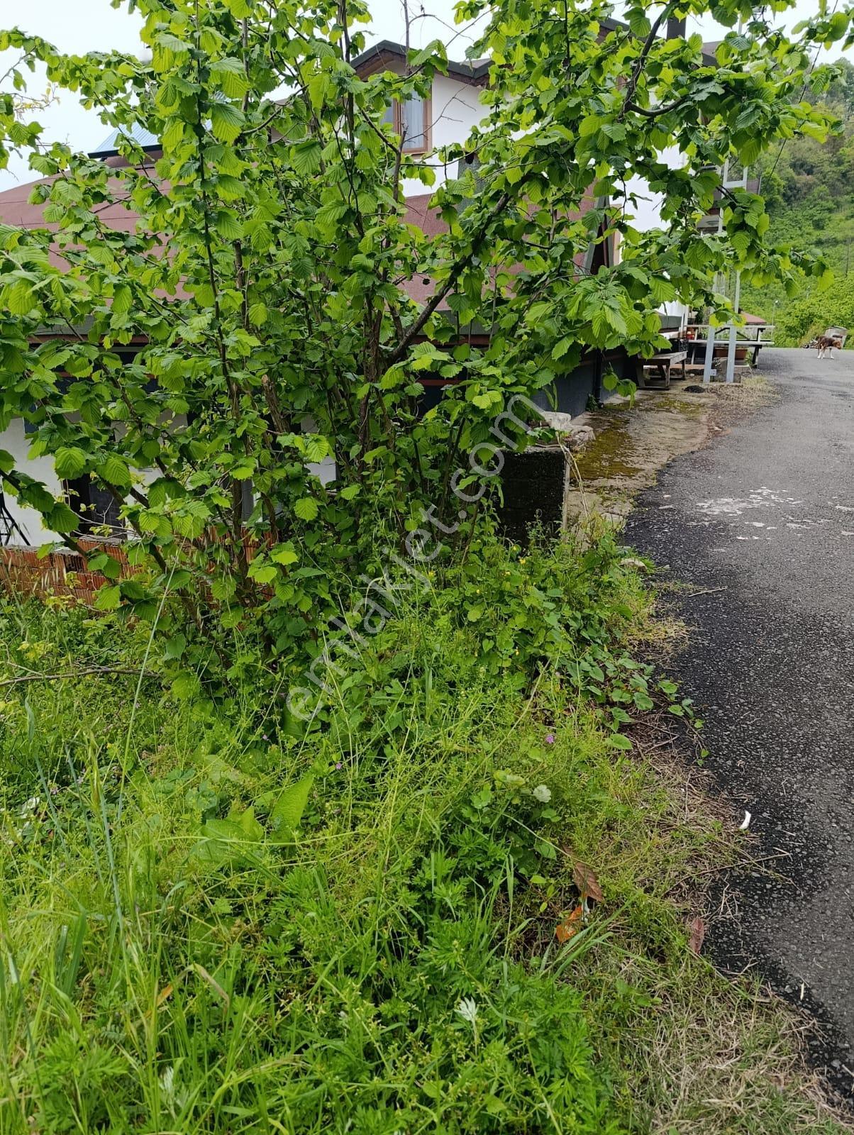 Fatsa Yalıköy Satılık Arazi Ful Deniz Manzaralı - Görsel 6