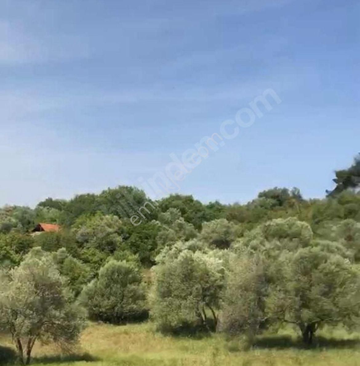 Manisa Soma Satılık Yola Cepheli Baraja Yakın 6800 M2 Tarla - Görsel 11
