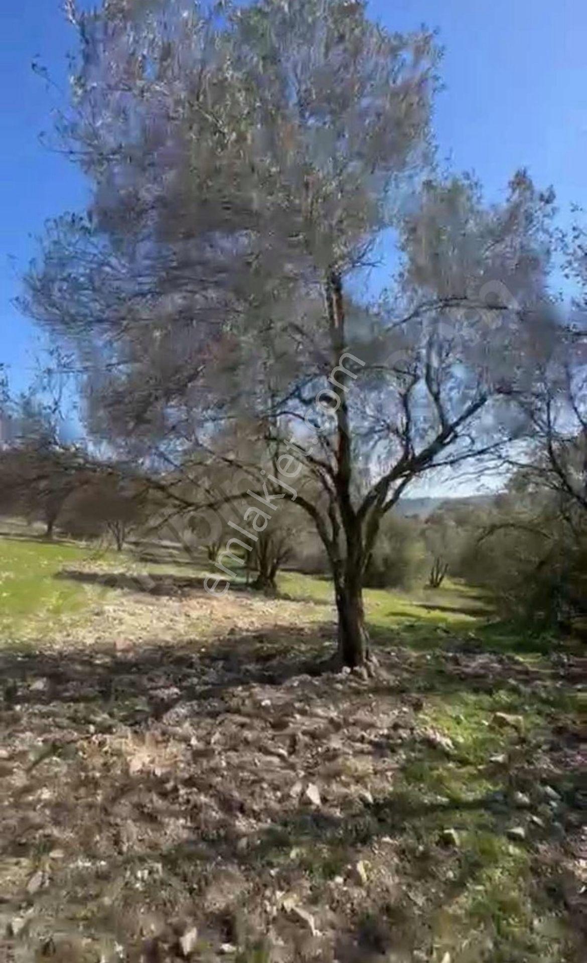 Manisa Soma Satılık Yola Cepheli Baraja Yakın 6800 M2 Tarla - Görsel 10