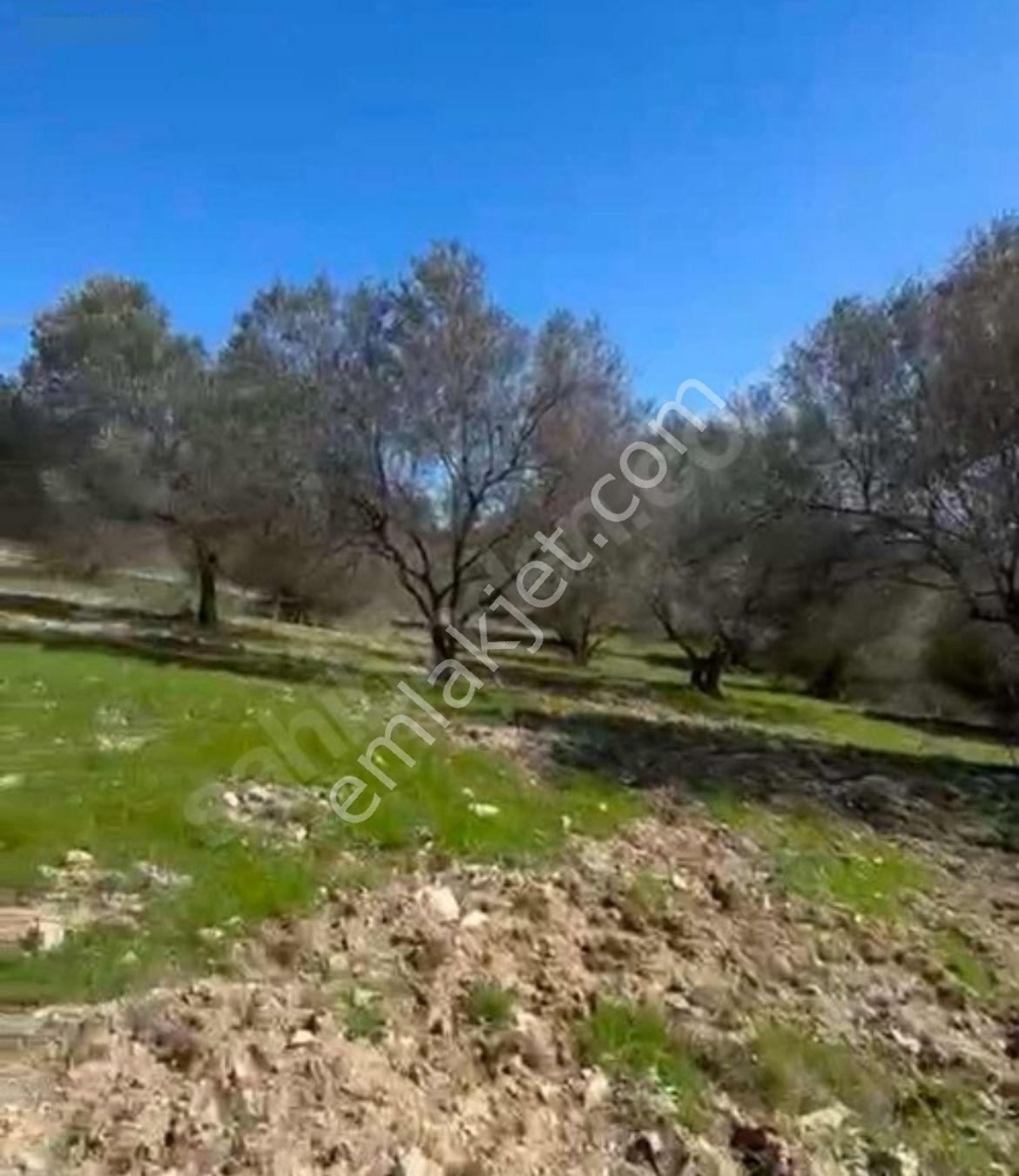 Manisa Soma Satılık Yola Cepheli Baraja Yakın 6800 M2 Tarla - Görsel 12