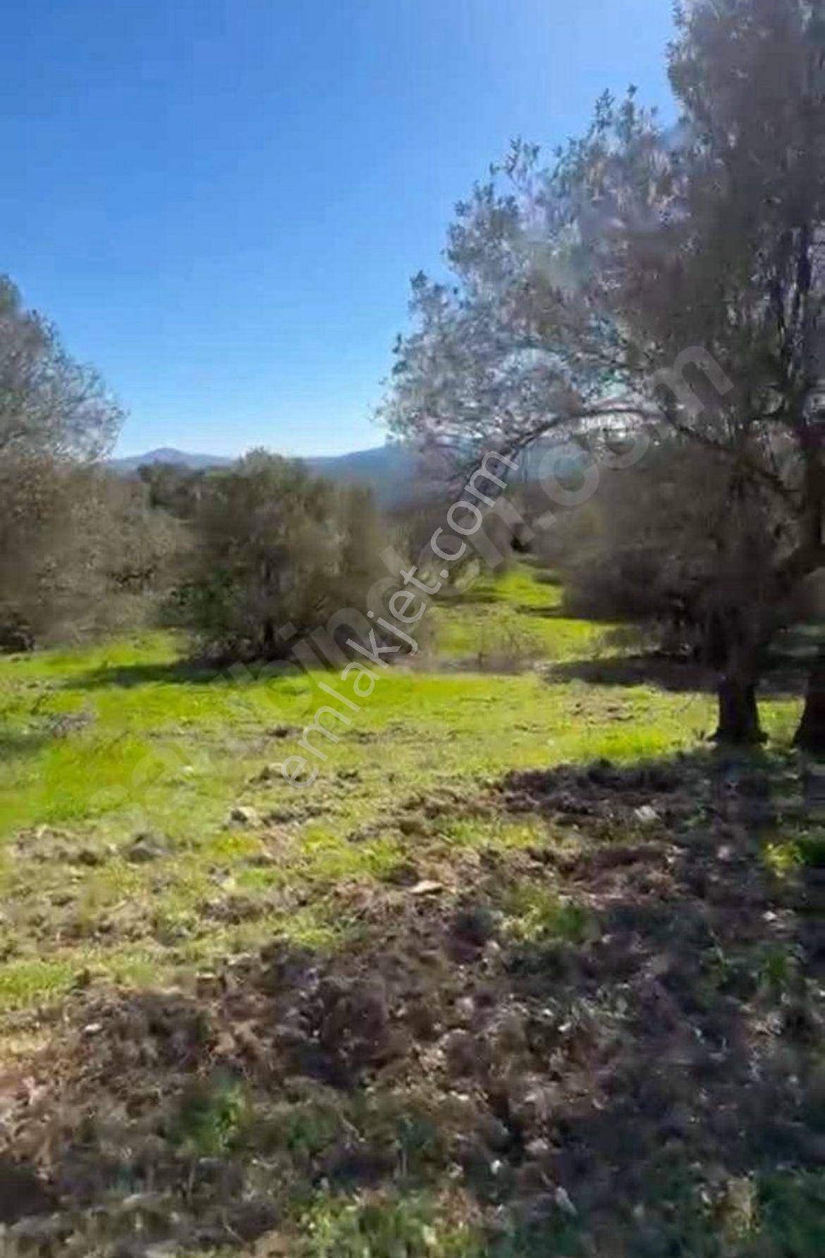 Manisa Soma Satılık Yola Cepheli Baraja Yakın 6800 M2 Tarla - Görsel 7
