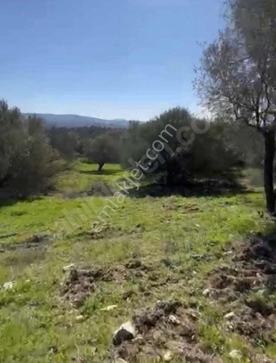 Manisa Soma Satılık Yola Cepheli Baraja Yakın 6800 M2 Tarla - Görsel 8