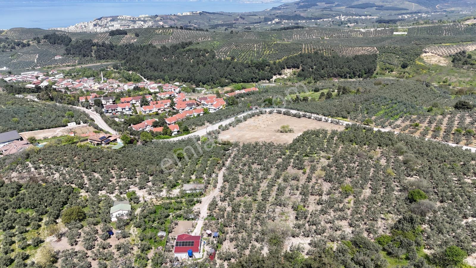 Bursa / Mudanya / Aydınpınar 5195 M2 Satılık Zeytinlik - Görsel 8