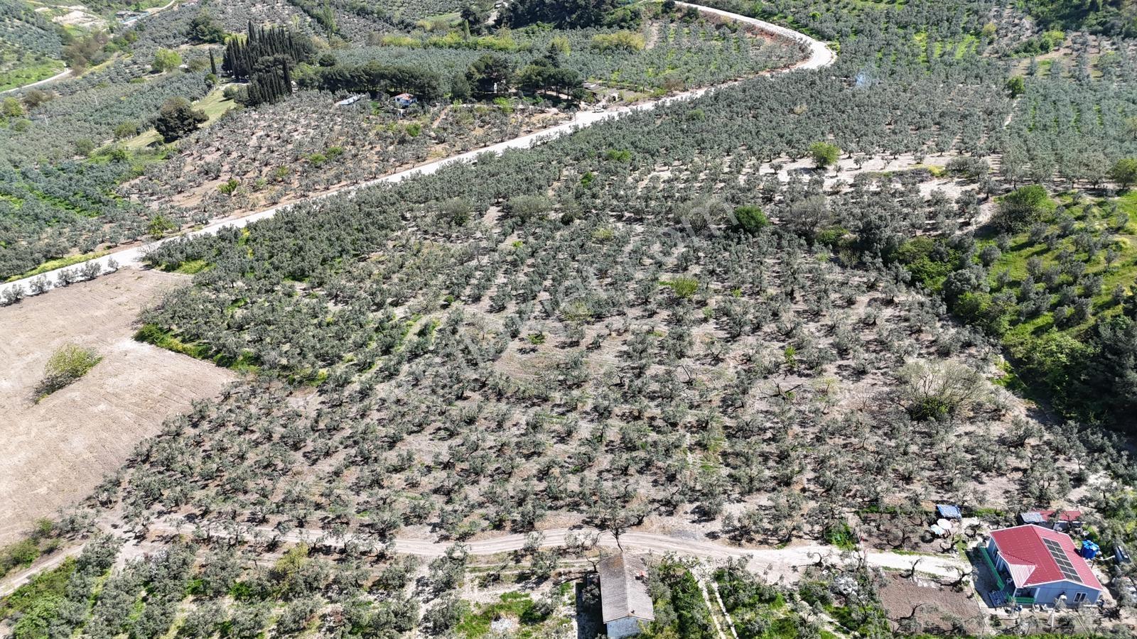 Bursa / Mudanya / Aydınpınar 5195 M2 Satılık Zeytinlik - Görsel 3
