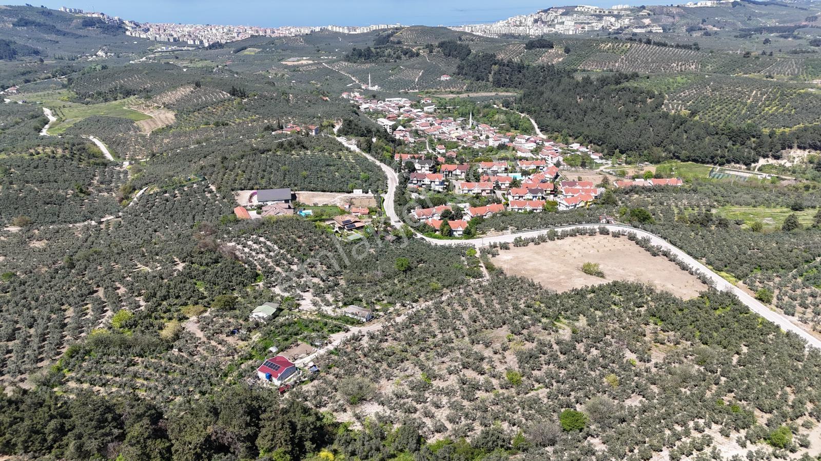 Bursa / Mudanya / Aydınpınar 5195 M2 Satılık Zeytinlik - Görsel 5
