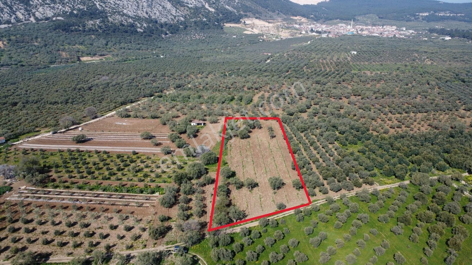 Sakarkaya Mah. Satılık 3300 M2 Zeytinlik - Görsel 4