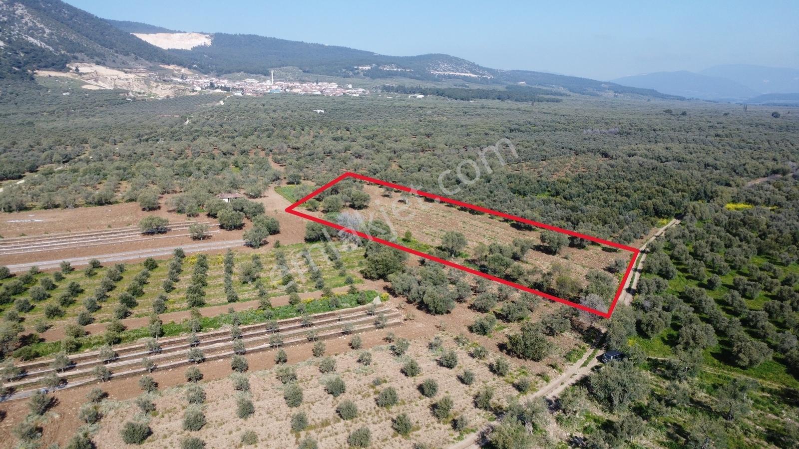 Sakarkaya Mah. Satılık 3300 M2 Zeytinlik - Görsel 20