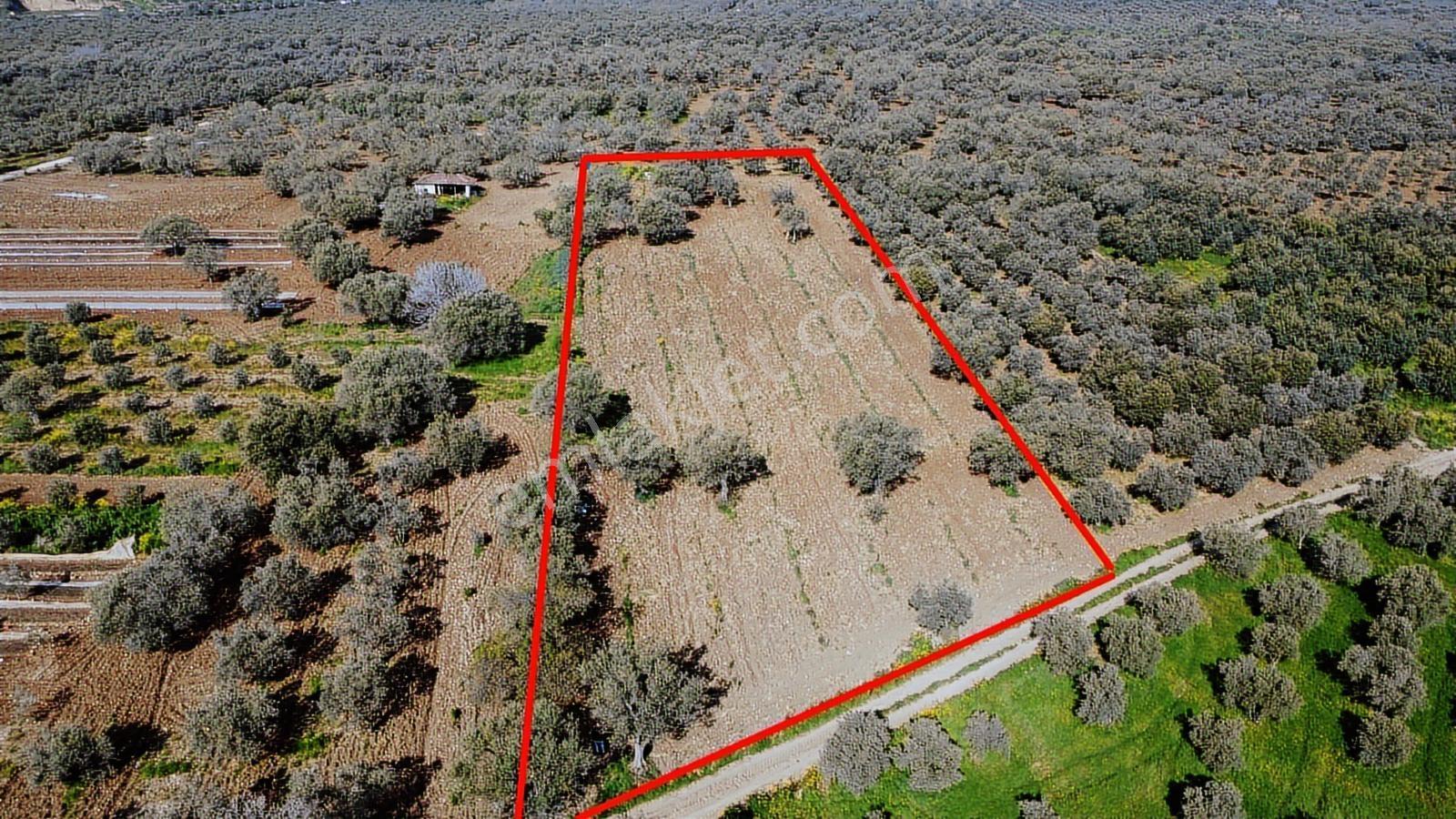 Sakarkaya Mah. Satılık 3300 M2 Zeytinlik - Görsel 19