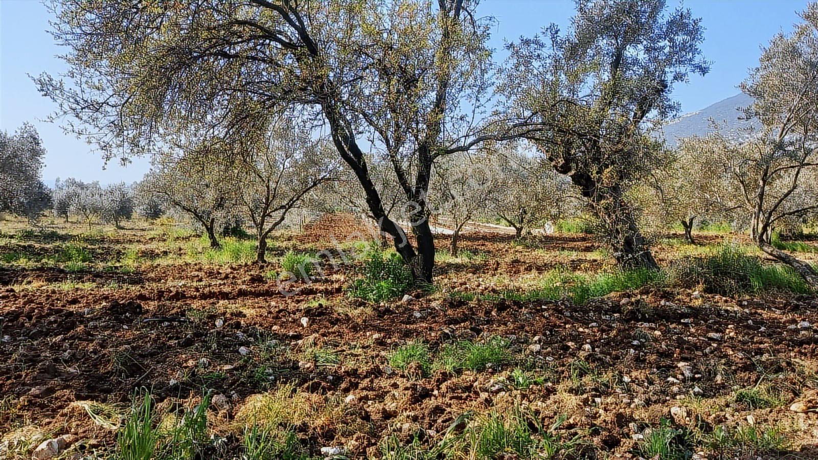 Sakarkaya Mah. Satılık 3300 M2 Zeytinlik - Görsel 17