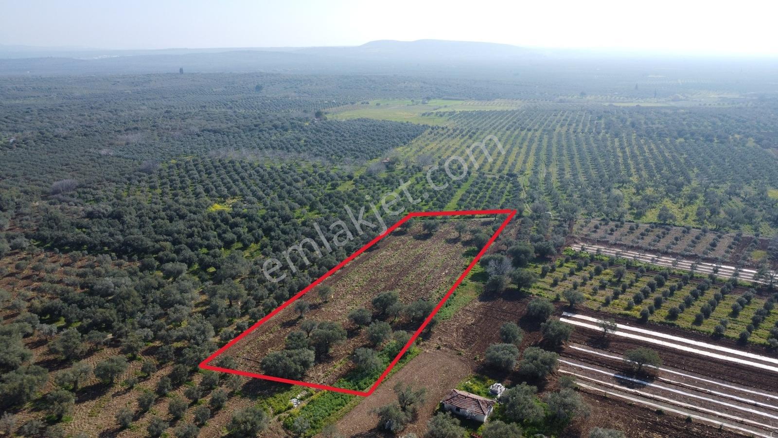 Sakarkaya Mah. Satılık 3300 M2 Zeytinlik - Görsel 22