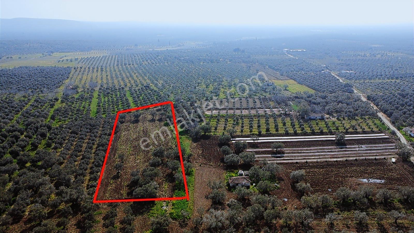 Sakarkaya Mah. Satılık 3300 M2 Zeytinlik - Görsel 23