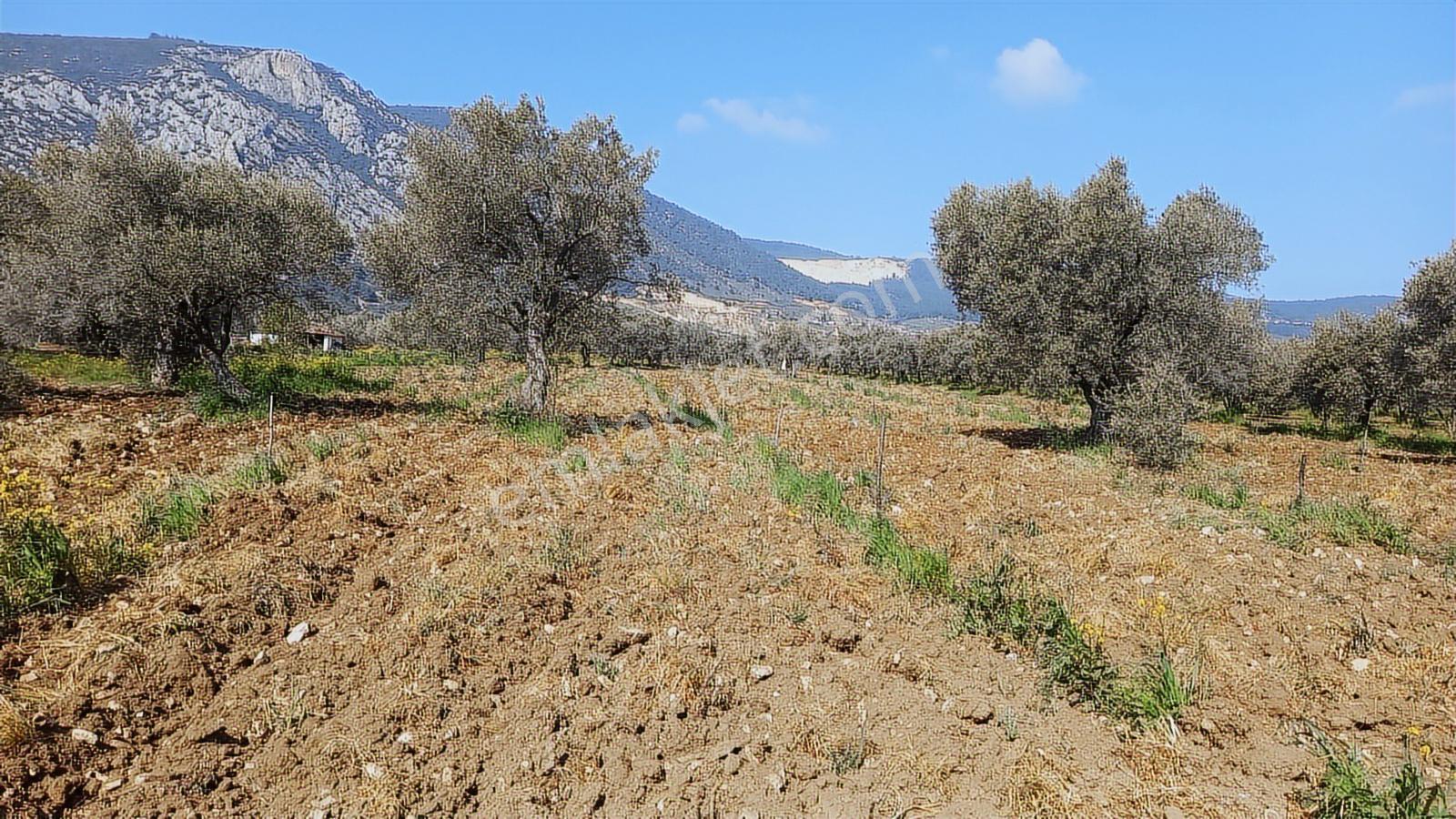 Sakarkaya Mah. Satılık 3300 M2 Zeytinlik - Görsel 16