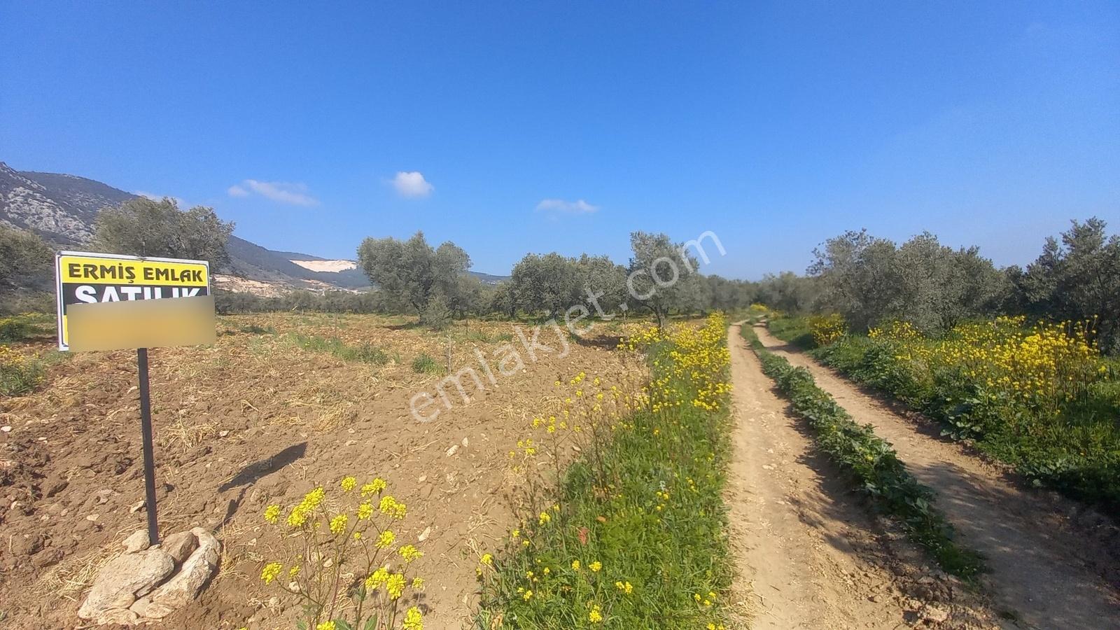 Sakarkaya Mah. Satılık 3300 M2 Zeytinlik - Görsel 12